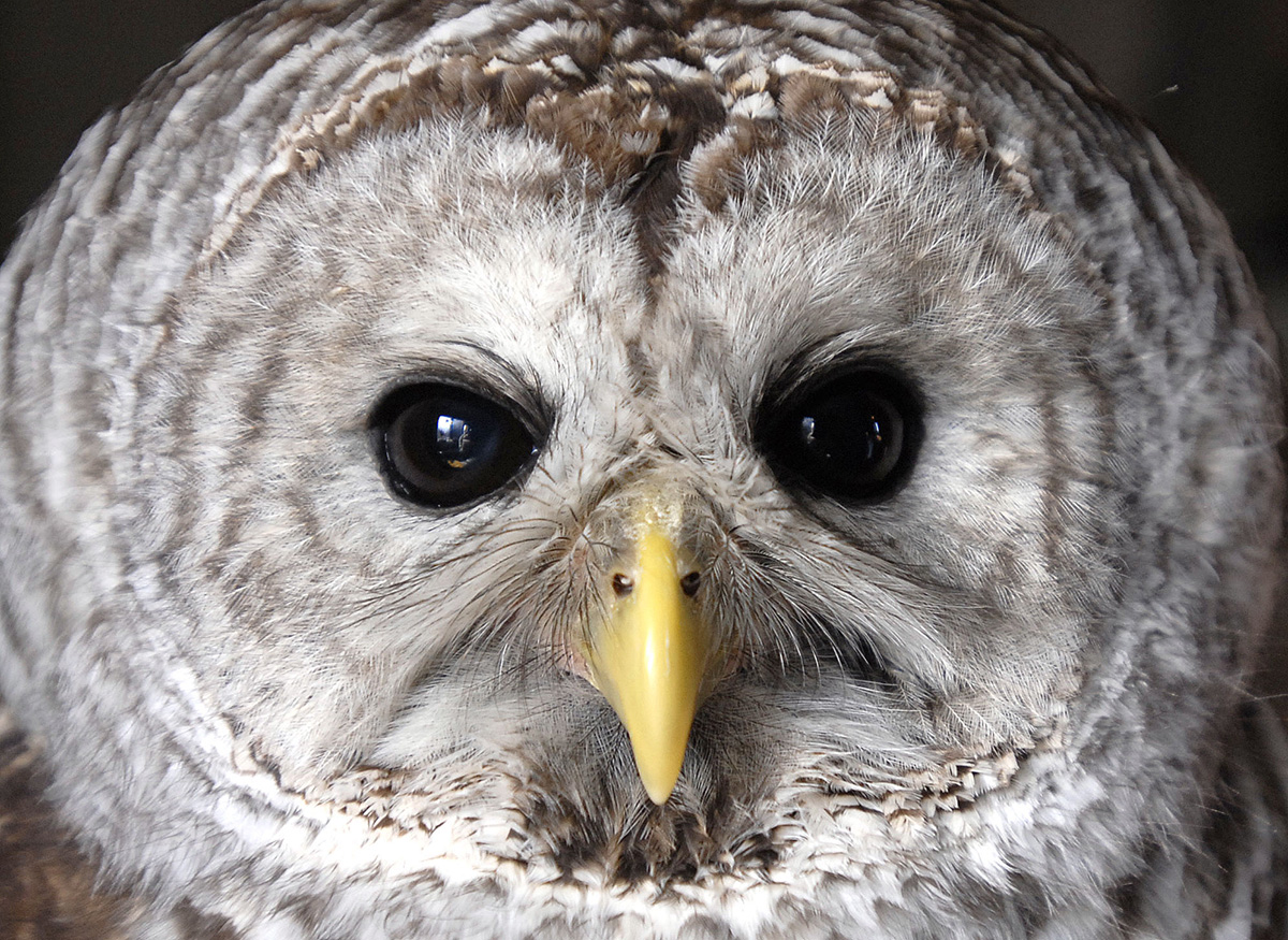 Staff Photo by Shawn Patrick Ouellette: An injured barred owl at the Avian Havel Wild Bird Rehabilitation Center in Freedom Thursday, January 10, 2008. (Photo by Shawn Patrick Ouellette/Portland Press Herald via Getty Images)