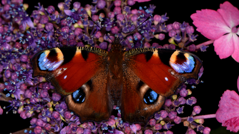 a peacock butterfly on a pink plant. its wings are primarily red, with black, yellow, and blue circles