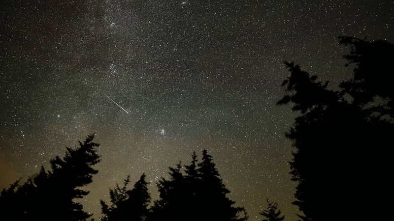a meteor shower over tall evergreen trees