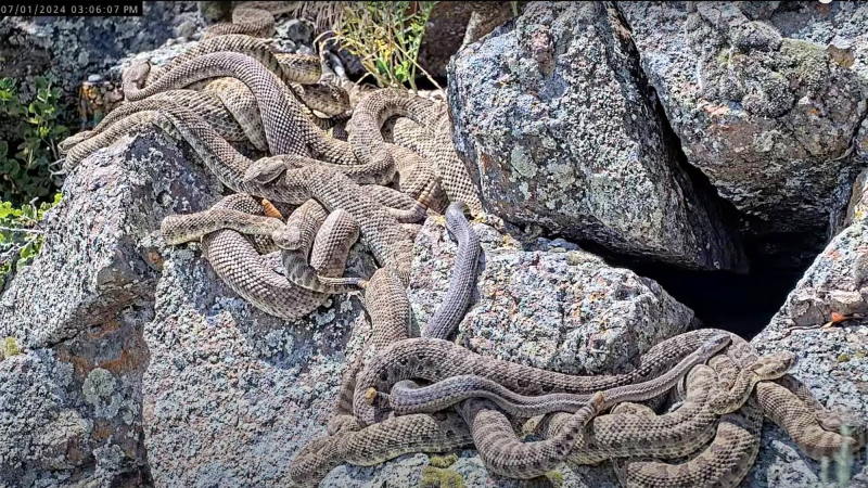several snakes entwined together on a rock