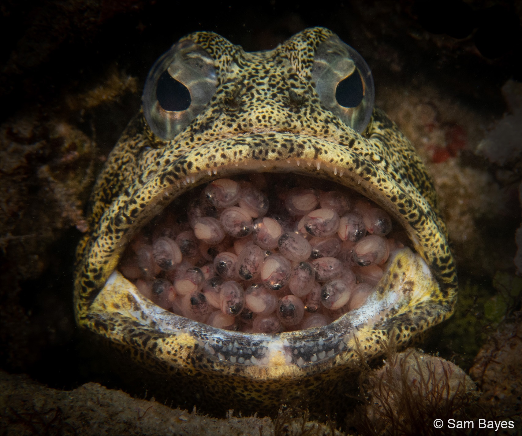 a frog with a mouth full of eggs