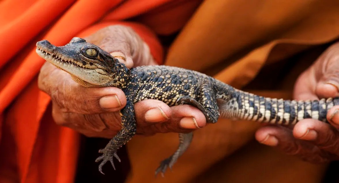 een kleine Siamese krokodil wordt vastgehouden door een monnik die een oranje gewaad draagt