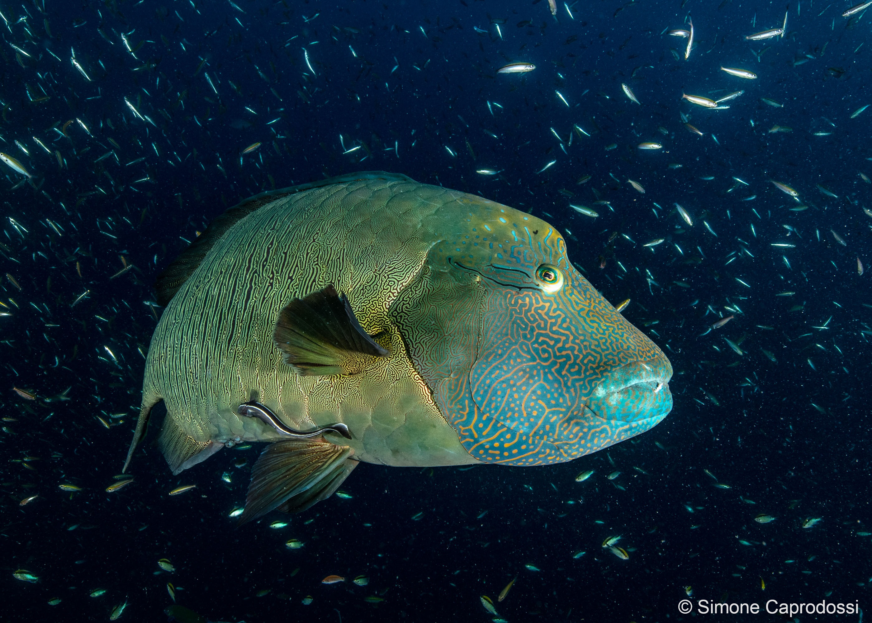 a colorful maori fish in dark underwater surrounded by smaller fish