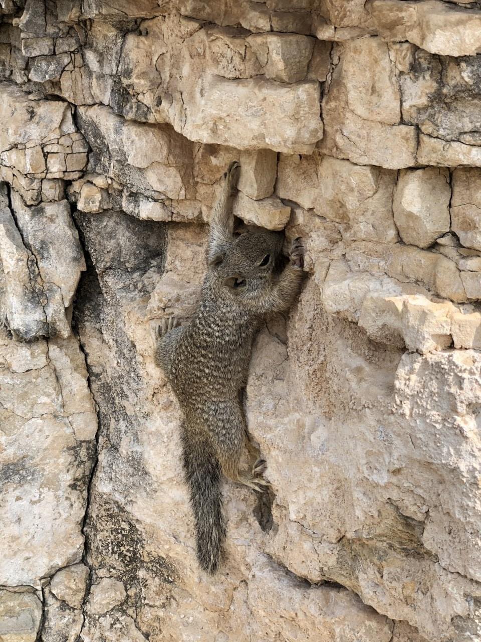 a squirrel stretches out on rocks