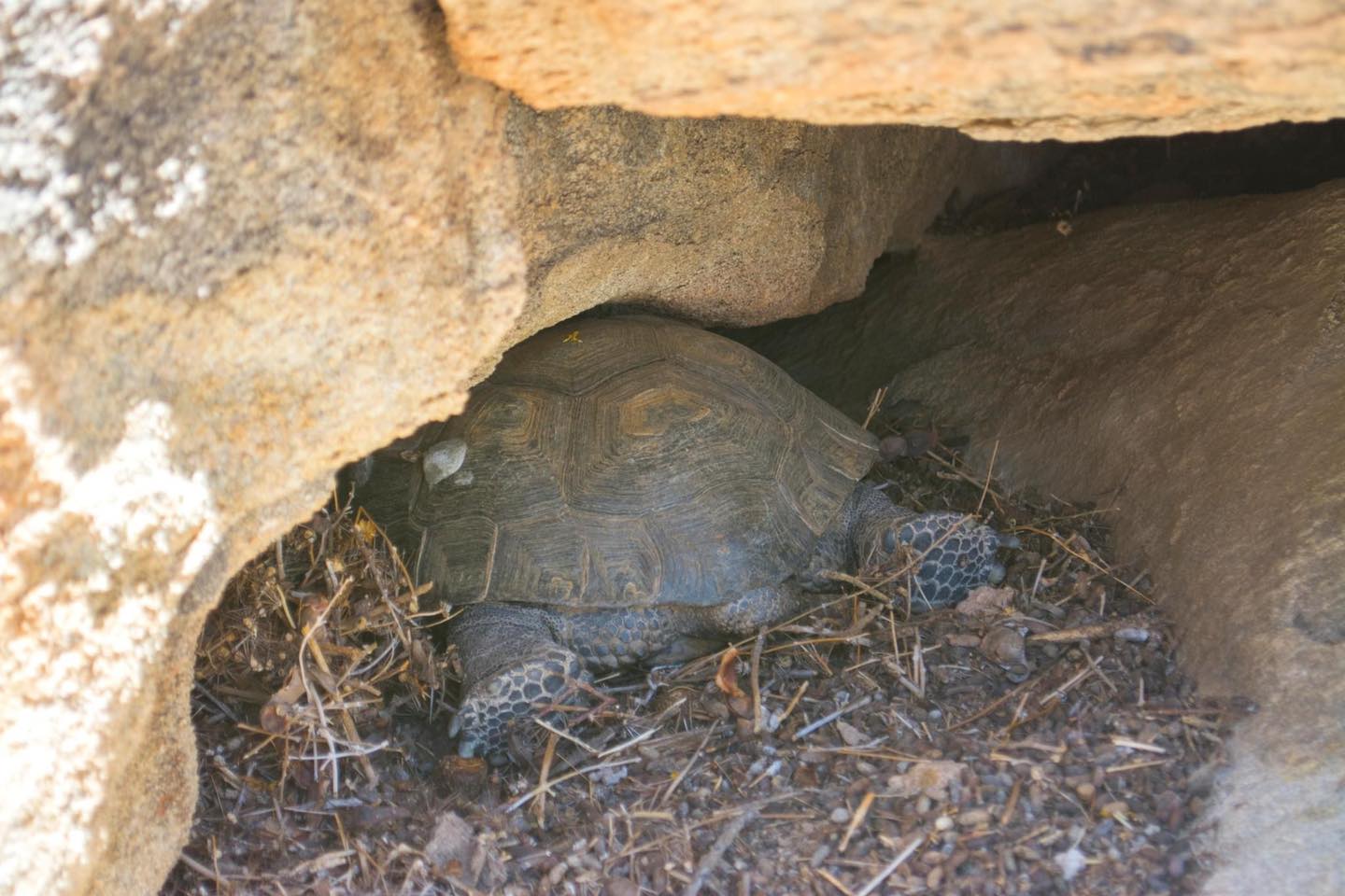 a tortoise butt and hind legs sticks out from under a rock