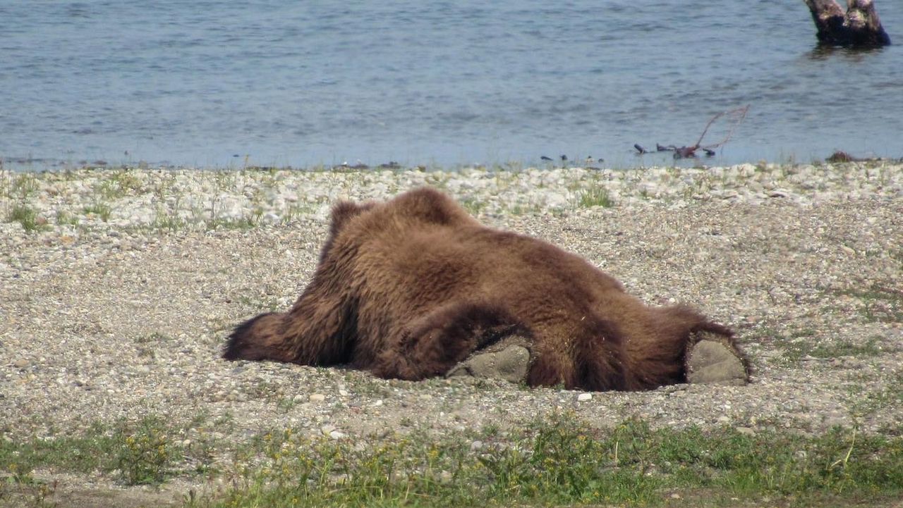 Es temporada de sploot: los animales posan para relajarse