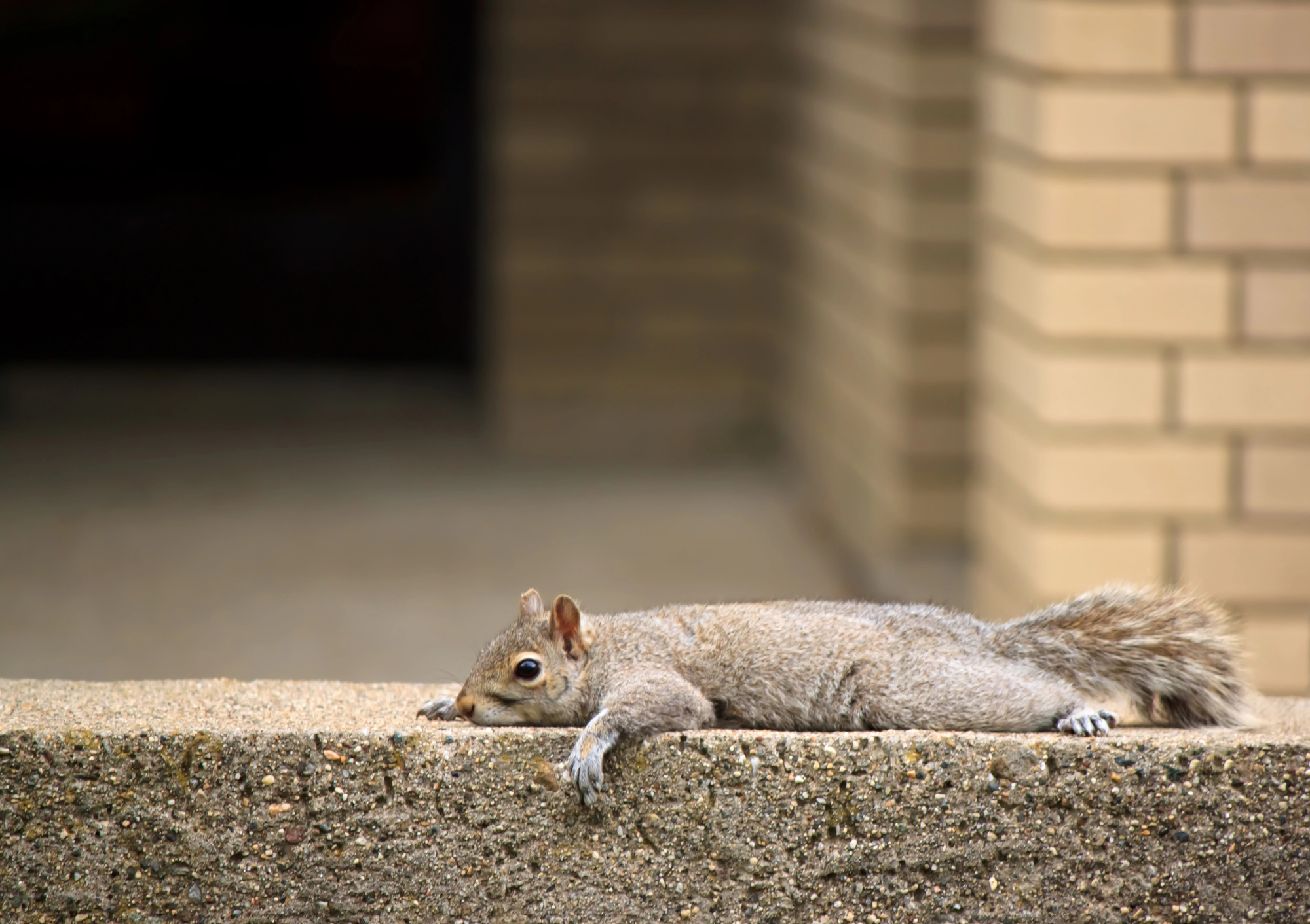 a squirrel lays on cement