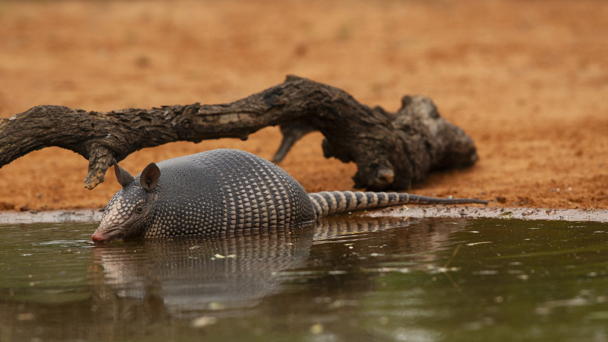 Nine-banded Armadillo, Dasypus novemcinctus, in water, Santa Clara Ranch, southern Texas, United States.