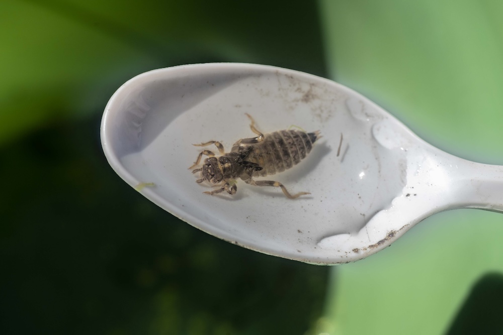 Dragonfly larvae sample