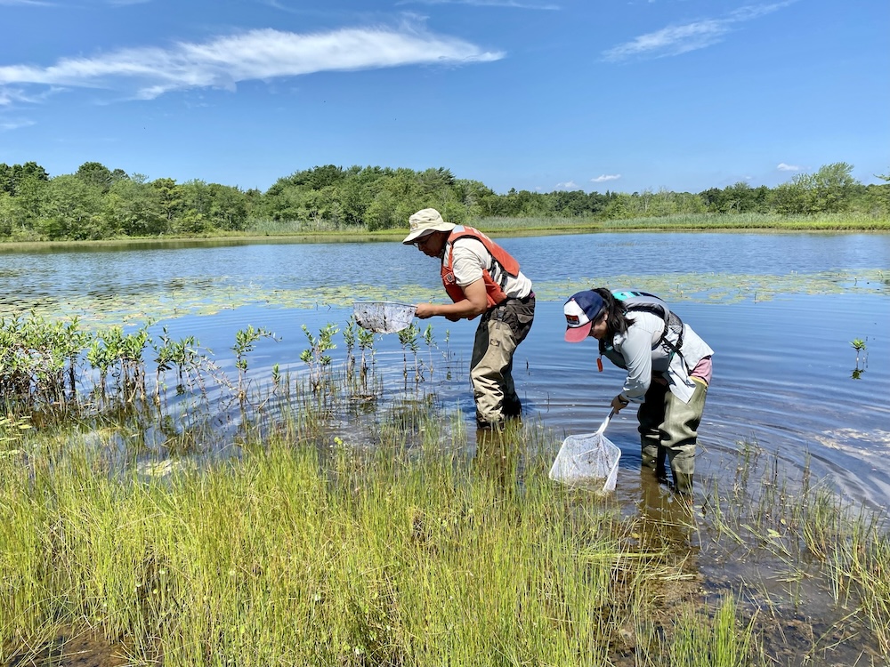 Public participants help collect dragonfly larvae and record field data.