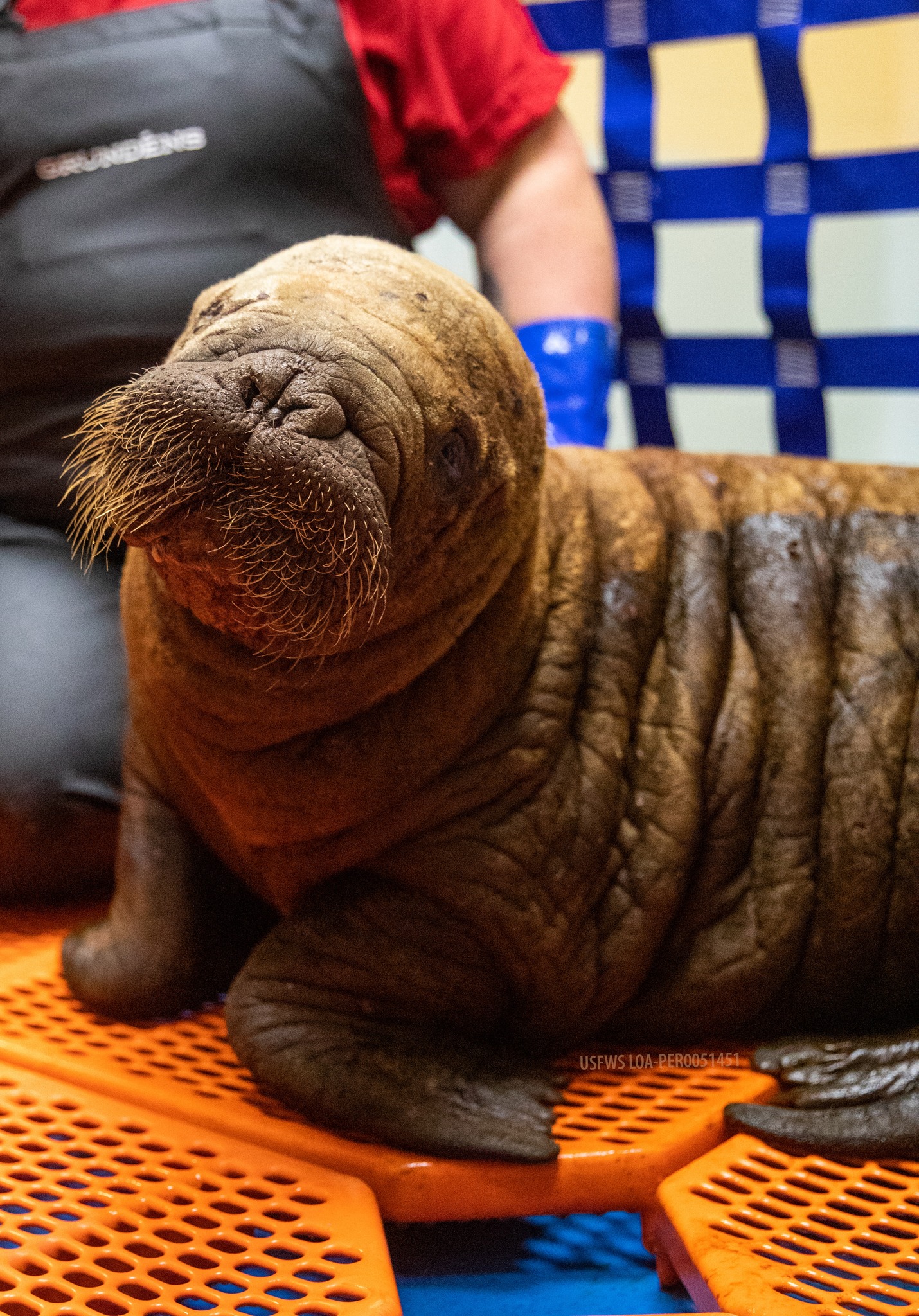 Alaska SeaLife Center Wildlife Response Program zorgt voor een verweesde vrouwelijke Pacifische walrus die op 22 juli 2024 uit Utqiagvik, AK arriveerde. Walrussen zijn zeldzame patiënten voor de afdeling Wildlife Response, met slechts elf in totaal en slechts één ander vrouwtje van ASLC geopend in 1998