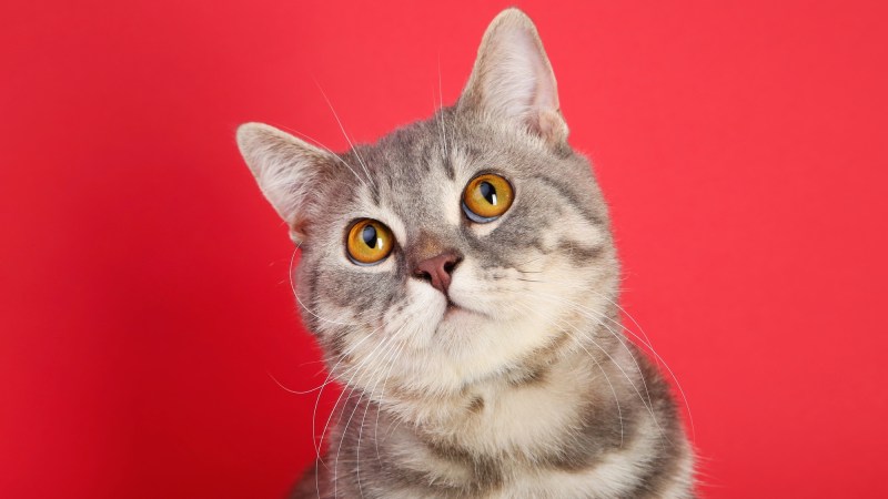 Beautiful cat on red background