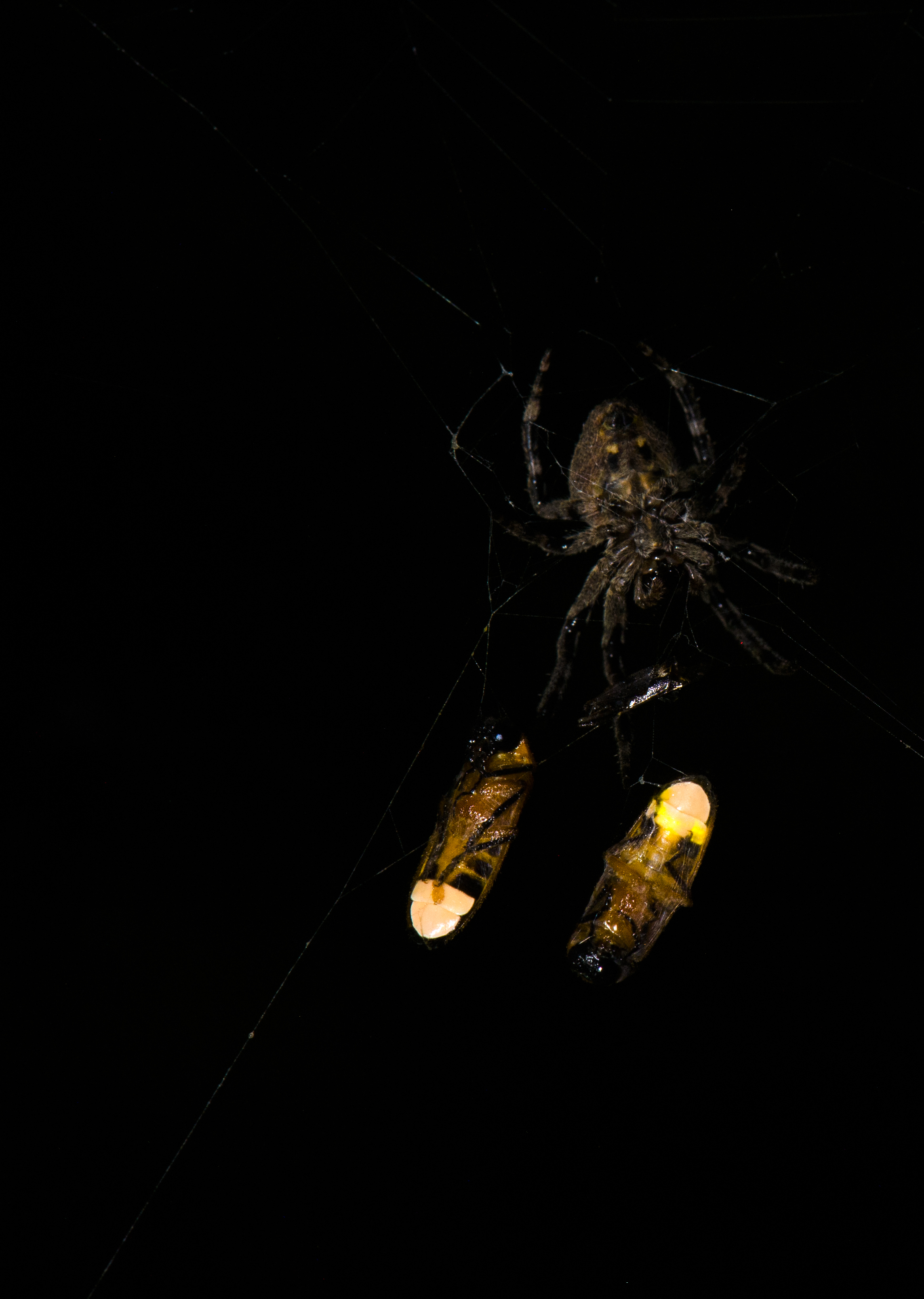 Een bolwevende spin (Araneus ventricosus) met twee gevangen mannelijke vuurvliegjes (Abscondita terminalis), waarvan er één een lichtgevende lantaarn heeft (rechts). KREDIET: Xinhua Fu.