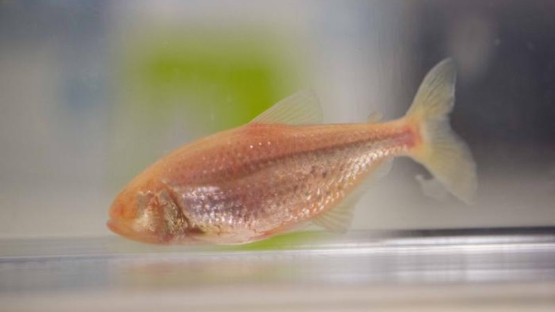 Blind cavefish