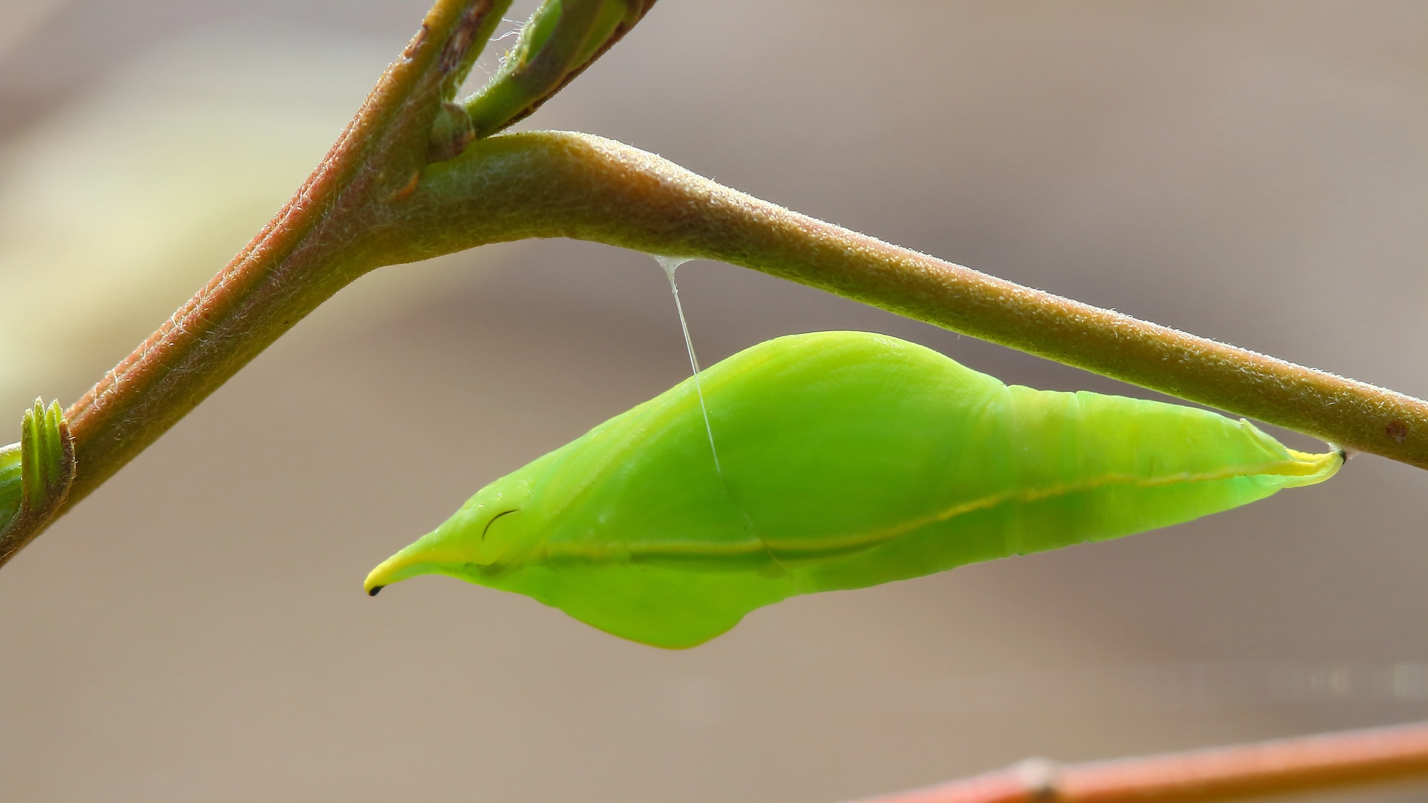 Chrysalis attached to tree branch with silk