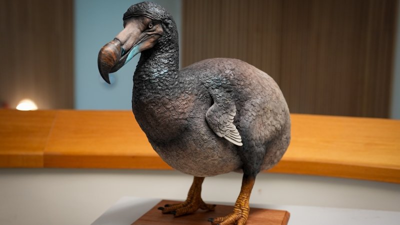 Anatomically accurate sculpture of a dodo