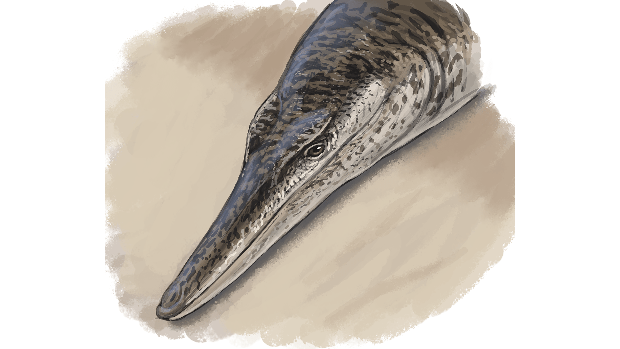 Illustration of Enalioetes head