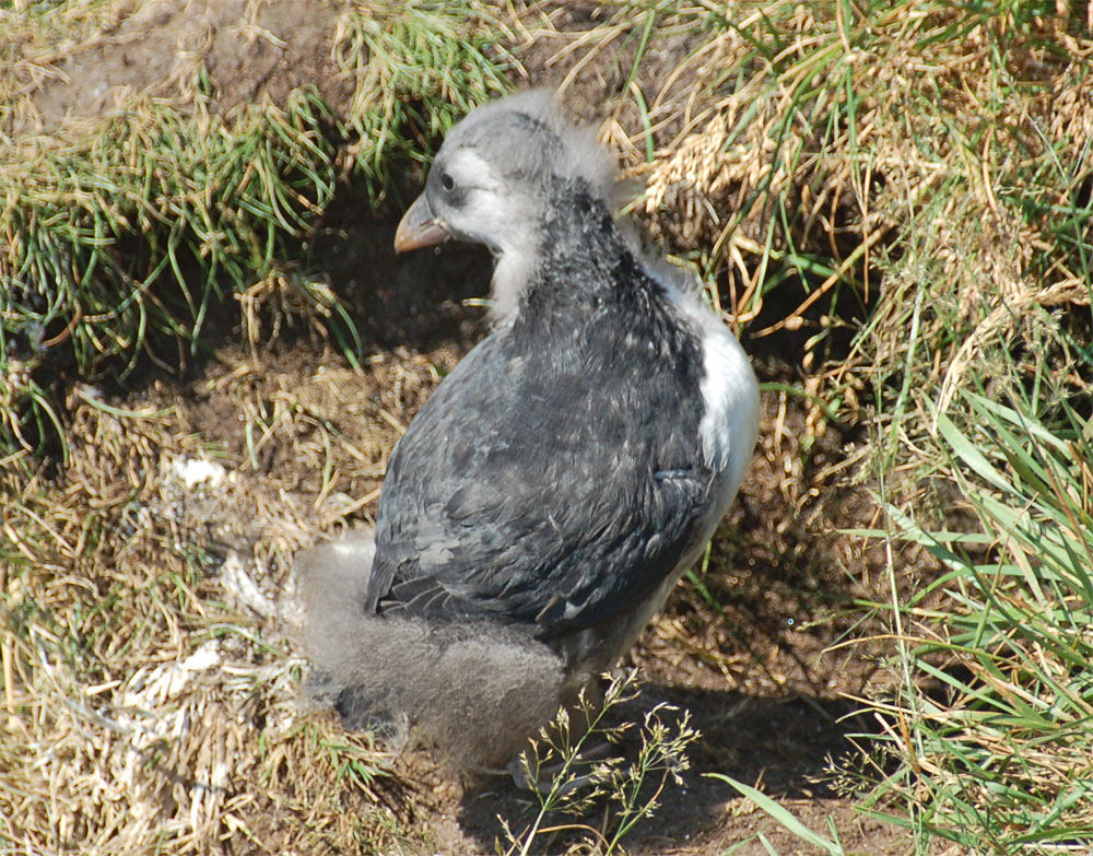 a grey bird with puffs of hair stands in the grass