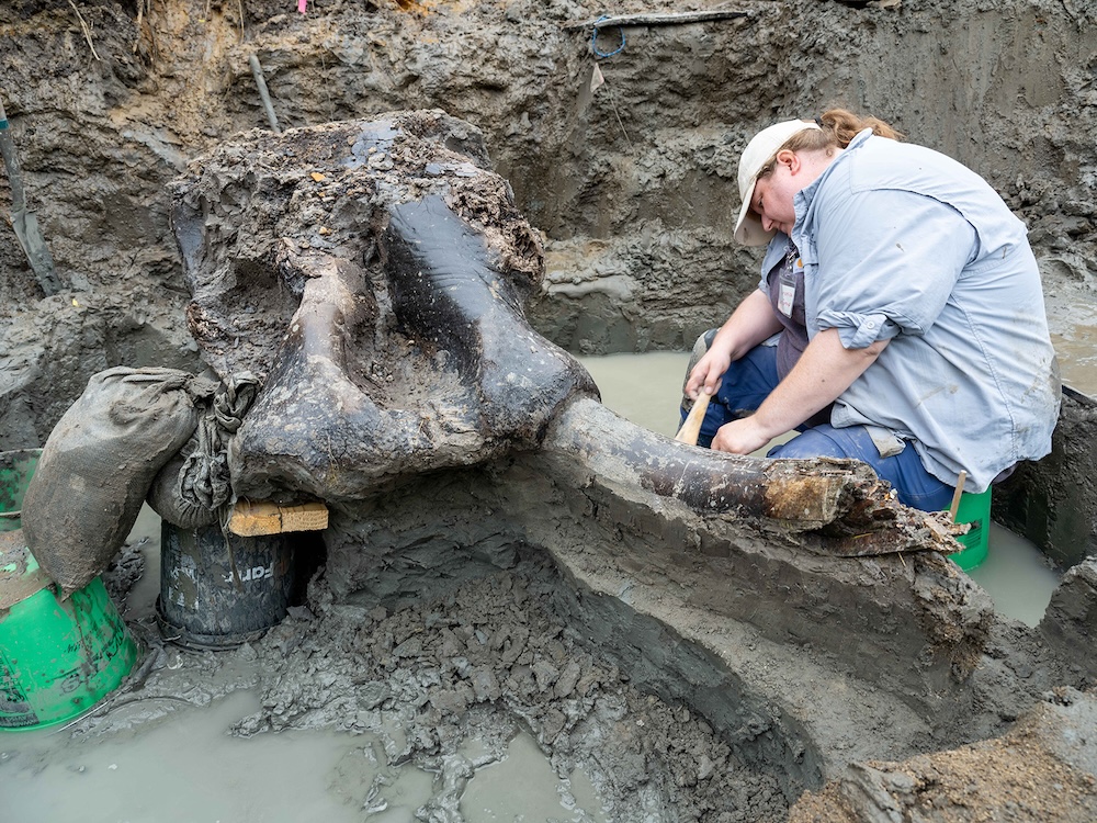 Veronica Mraz, een onderzoeksarcheoloog aan het Office of the State Archaeologist van de Universiteit van Iowa, graaft nauwgezet en zorgvuldig een mastodontschedel op.