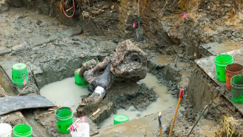 Mastodon skull in Iowa creek bed