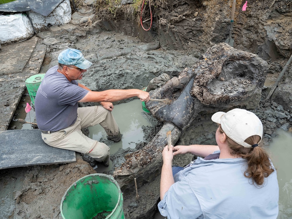 Twee archeologen zijn bezig met het opgraven van een mastodontschedel uit Iowa