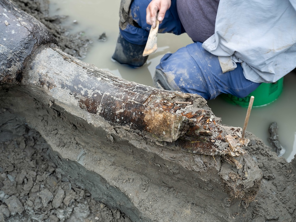 Close-up of mammoth tusk