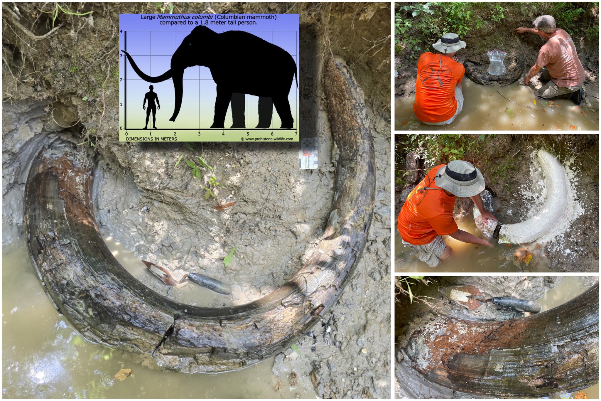 the tusk in mud, then covered in plaster