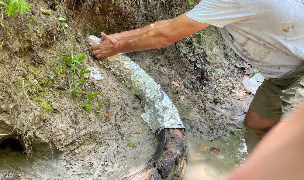 Researcher placing aluminum foil over tusk fossil