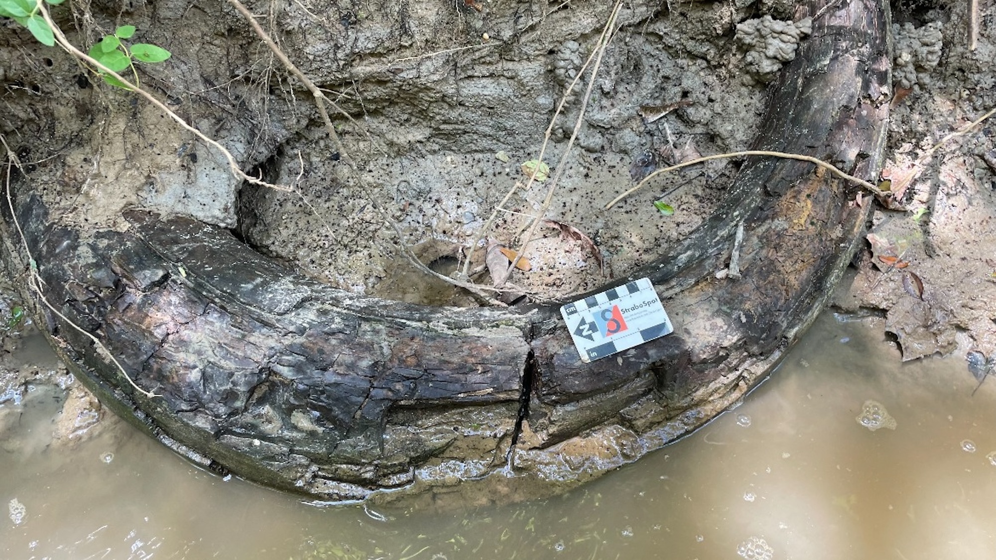 Columbian mammoth tusk fossil in creek