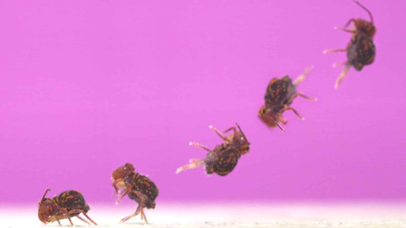 Timelapse image of springtail jumping backwards