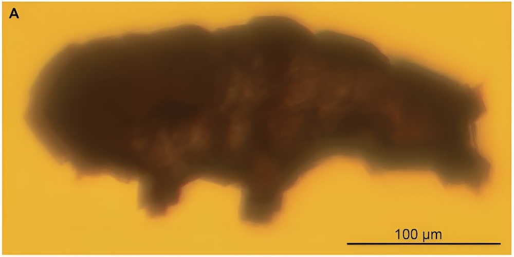 Specimen gefotografeerd met doorvallend licht onder een samengestelde microscoop.