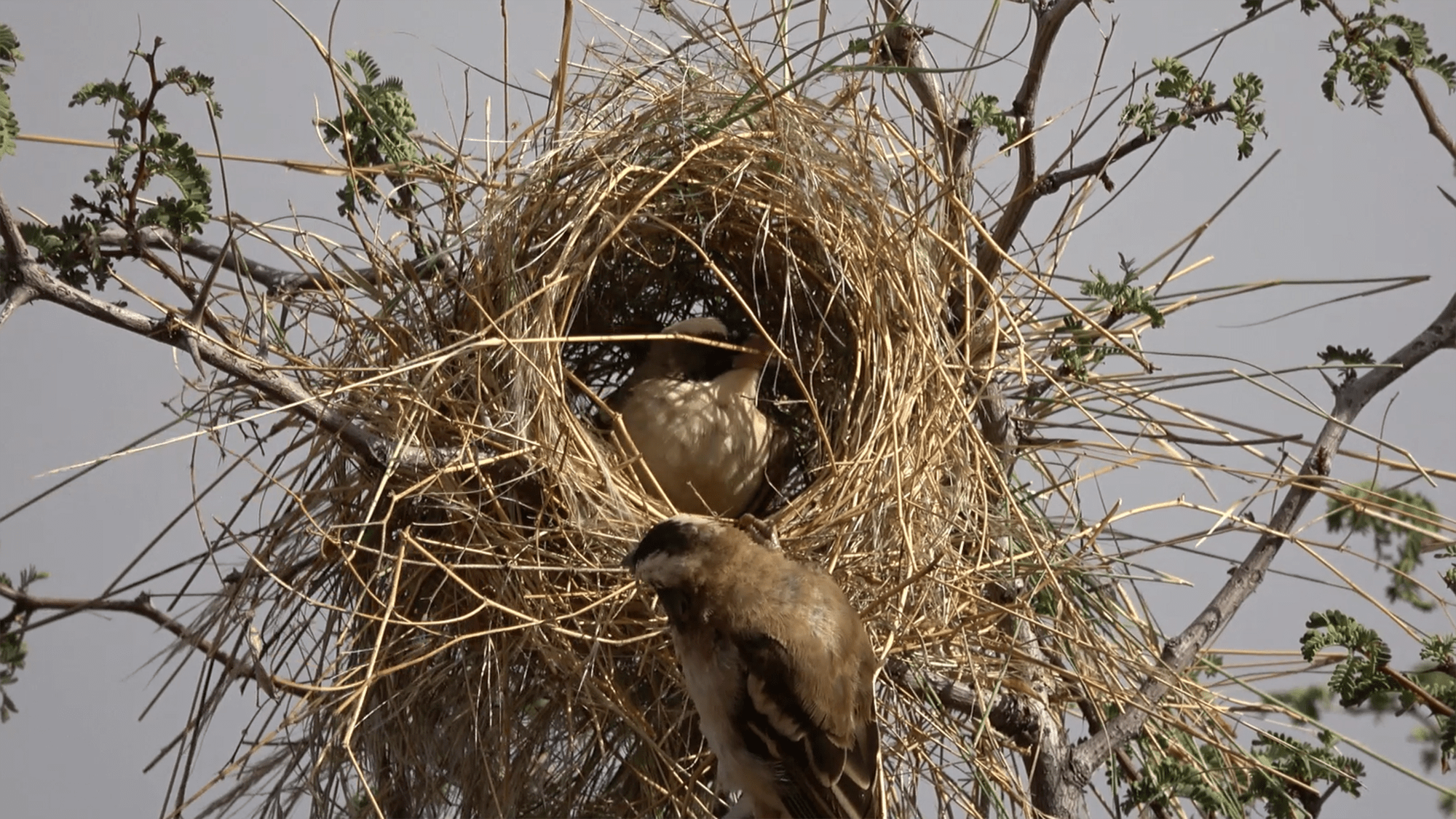 birds have culture