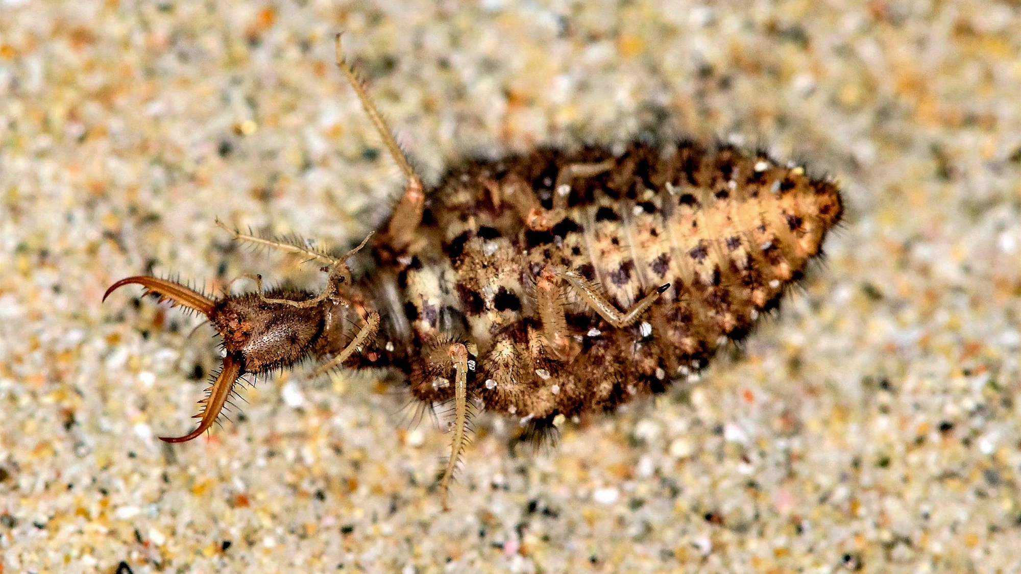 an insect lays on its back with its abdomen and legs in the air. it is playing dead to trick predators