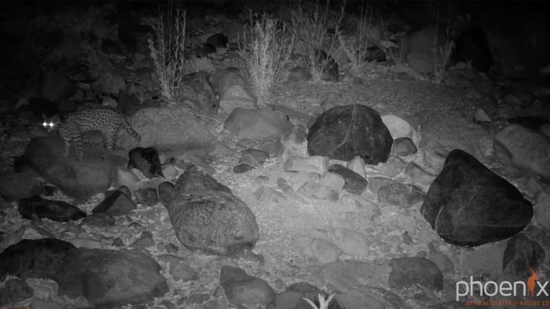 a spotted cat walks through a mountain region at night