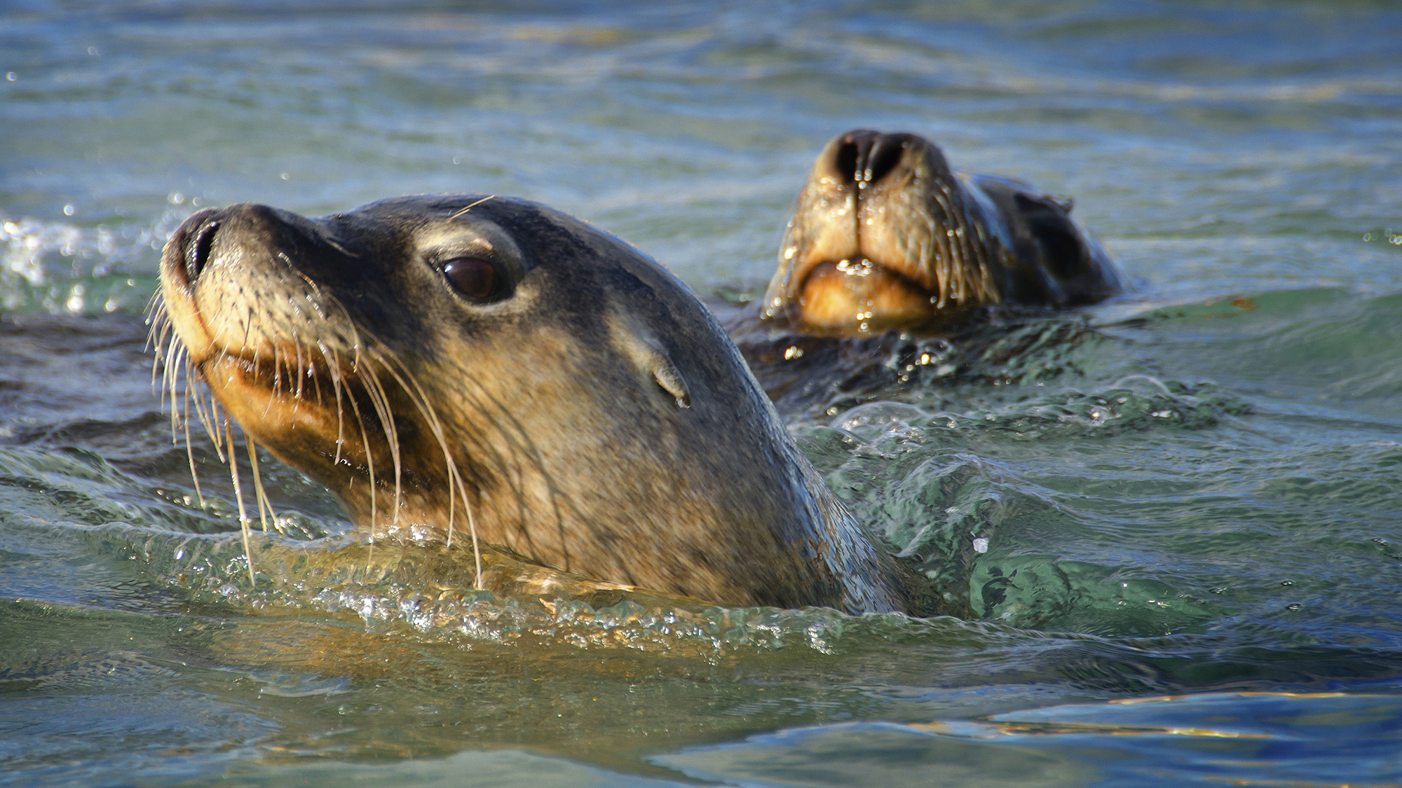 two sea lions swim in blue water, with their heads above the water