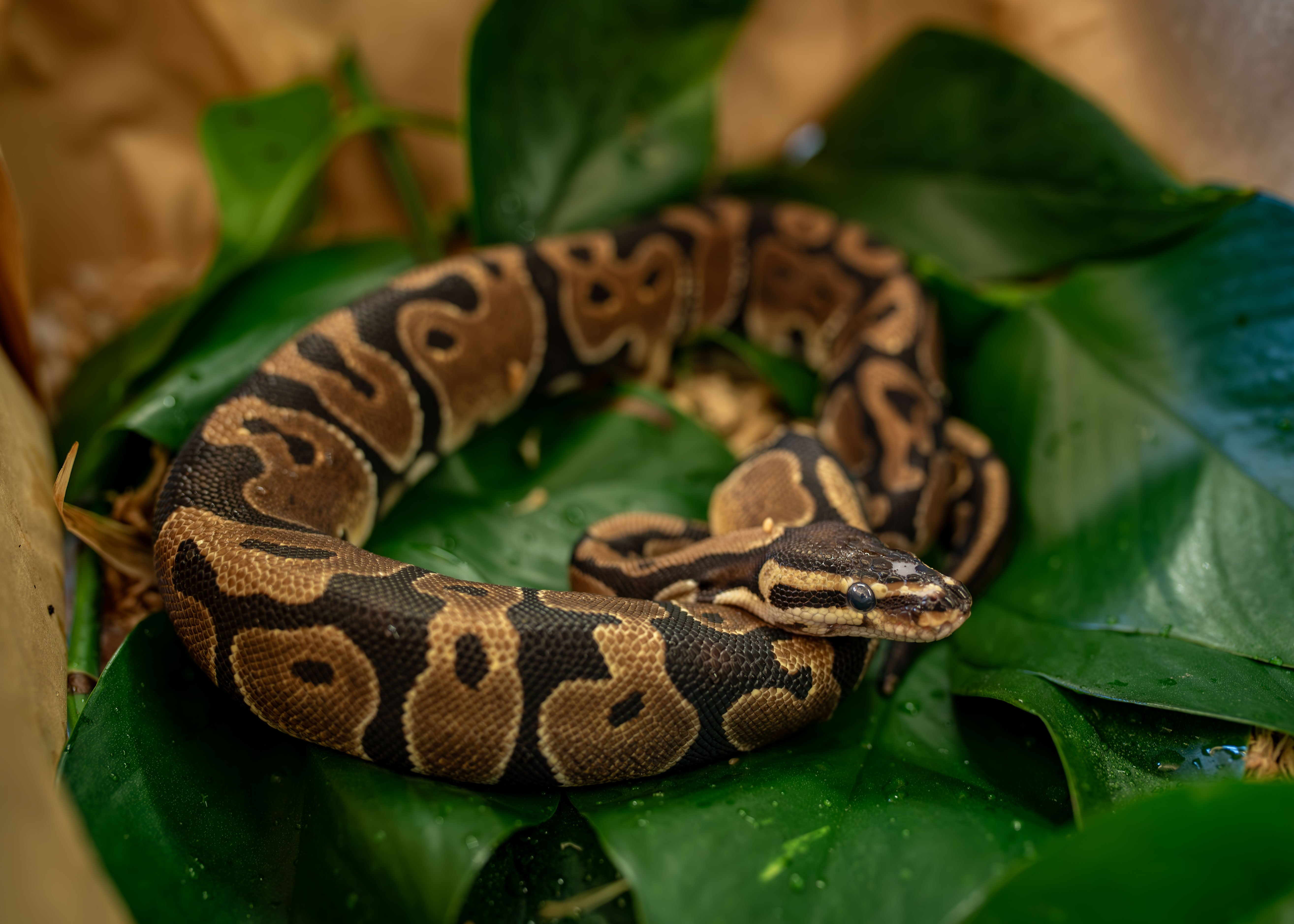 a ball python with black and brown coloration curled up on a green leaf