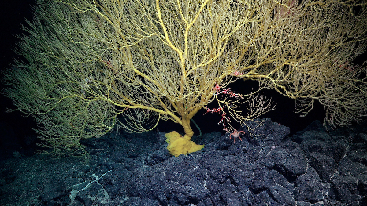 a large yellow and whispy coral on black rocks