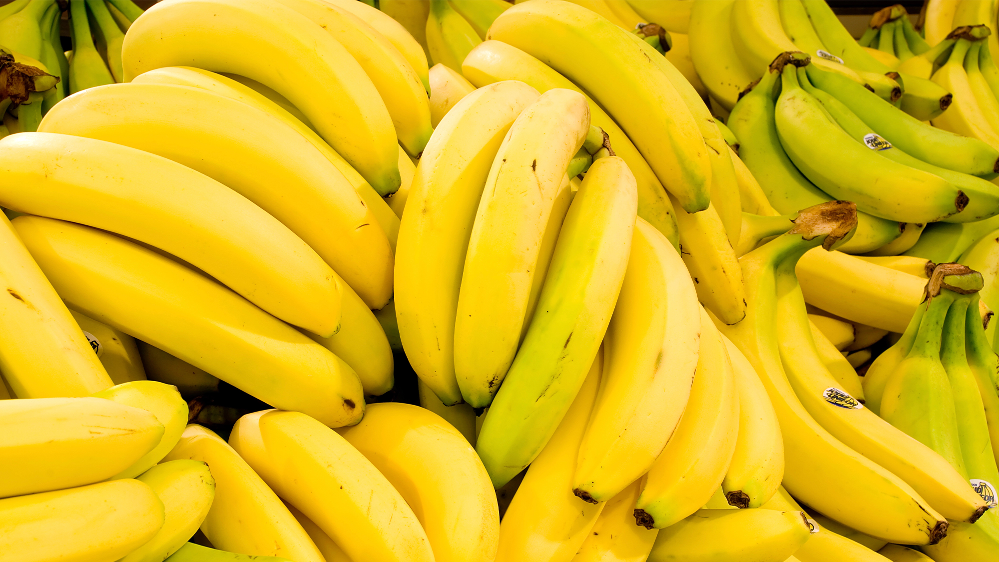 a bunch of yellow bananas