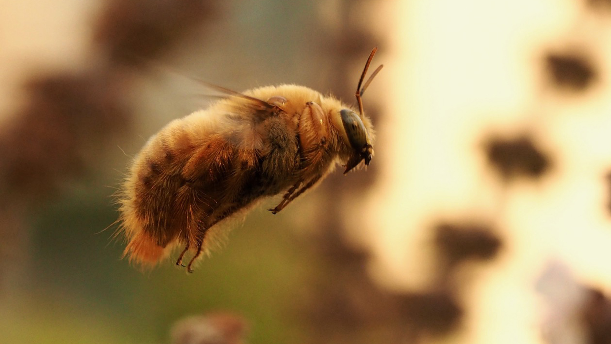 Valley carpenter bee.