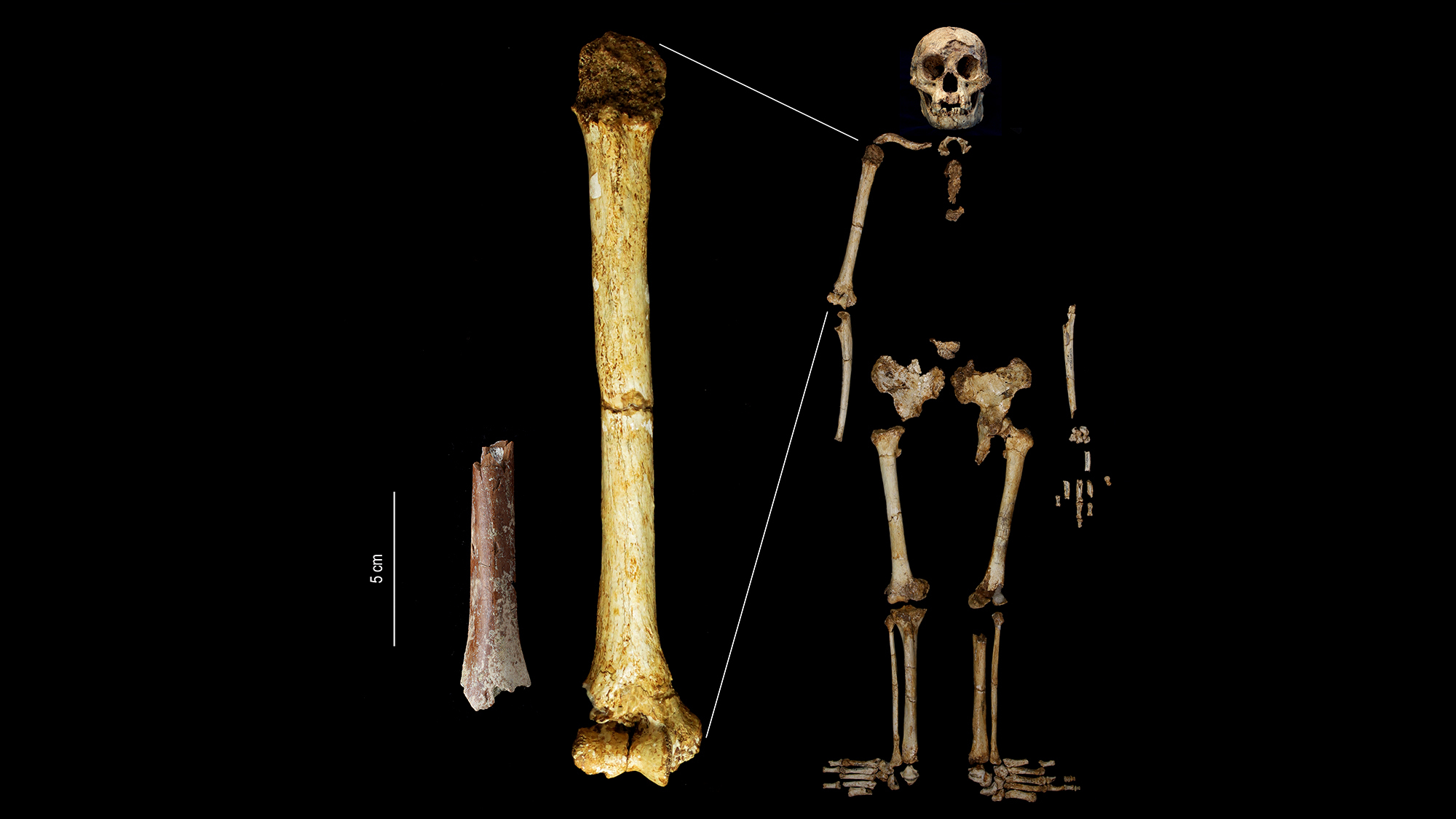 human bones belonging to an small, extinct, early human secies