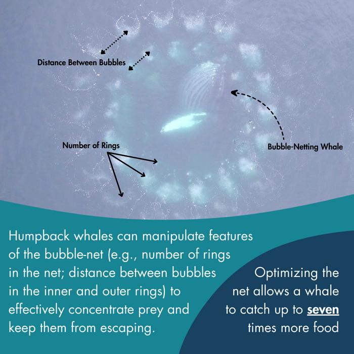 Infographic showing features of the bubble-net. Humpback whales can manipulate these features: number of rings in the net, distance between bubbles in the inner and outer rings) to effectively concentrate prey and keep them from escaping. CREDIT: Marine Mammal Research Program, UHM/ SOEST.
