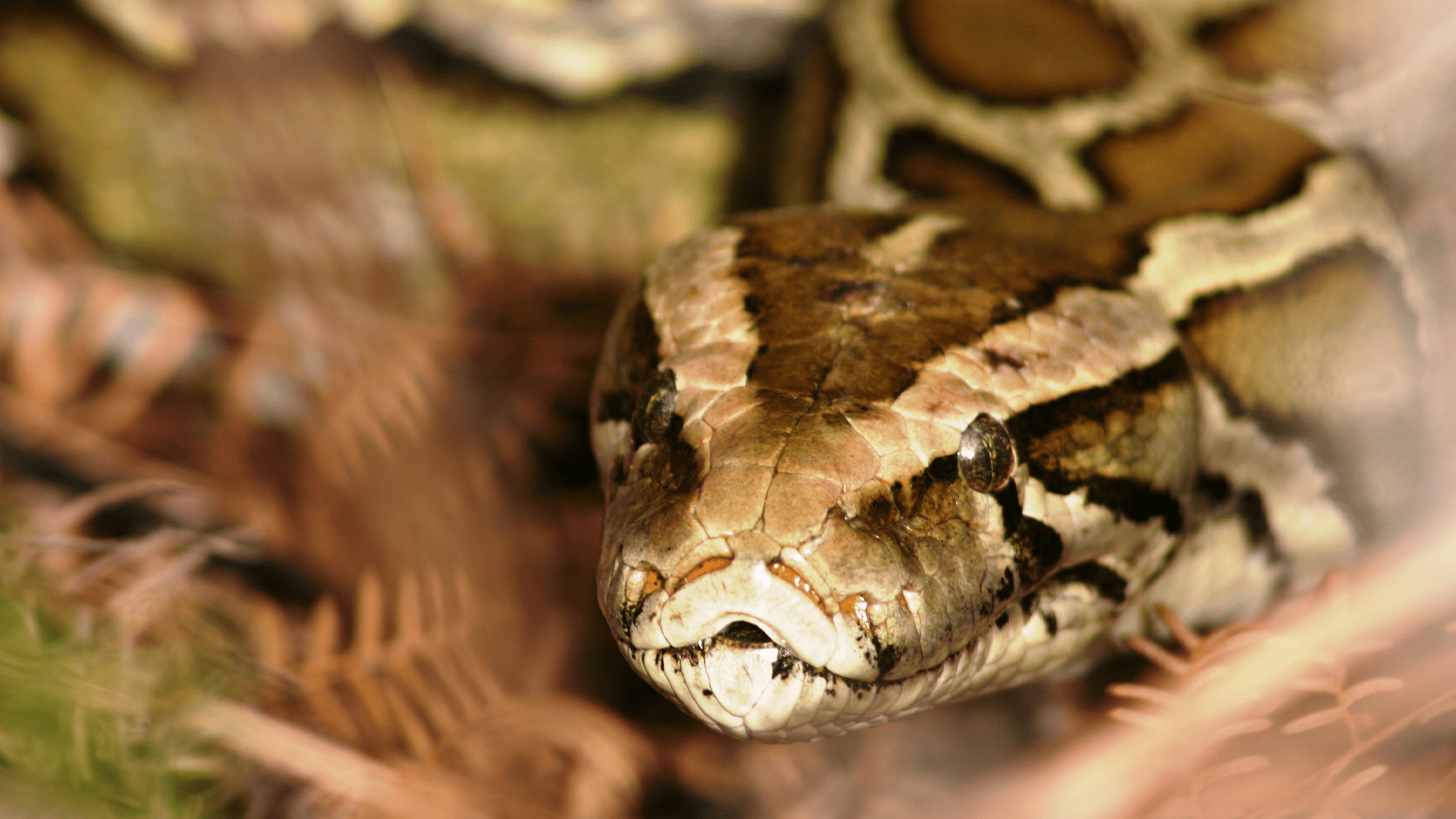 a close up of a burmese python.