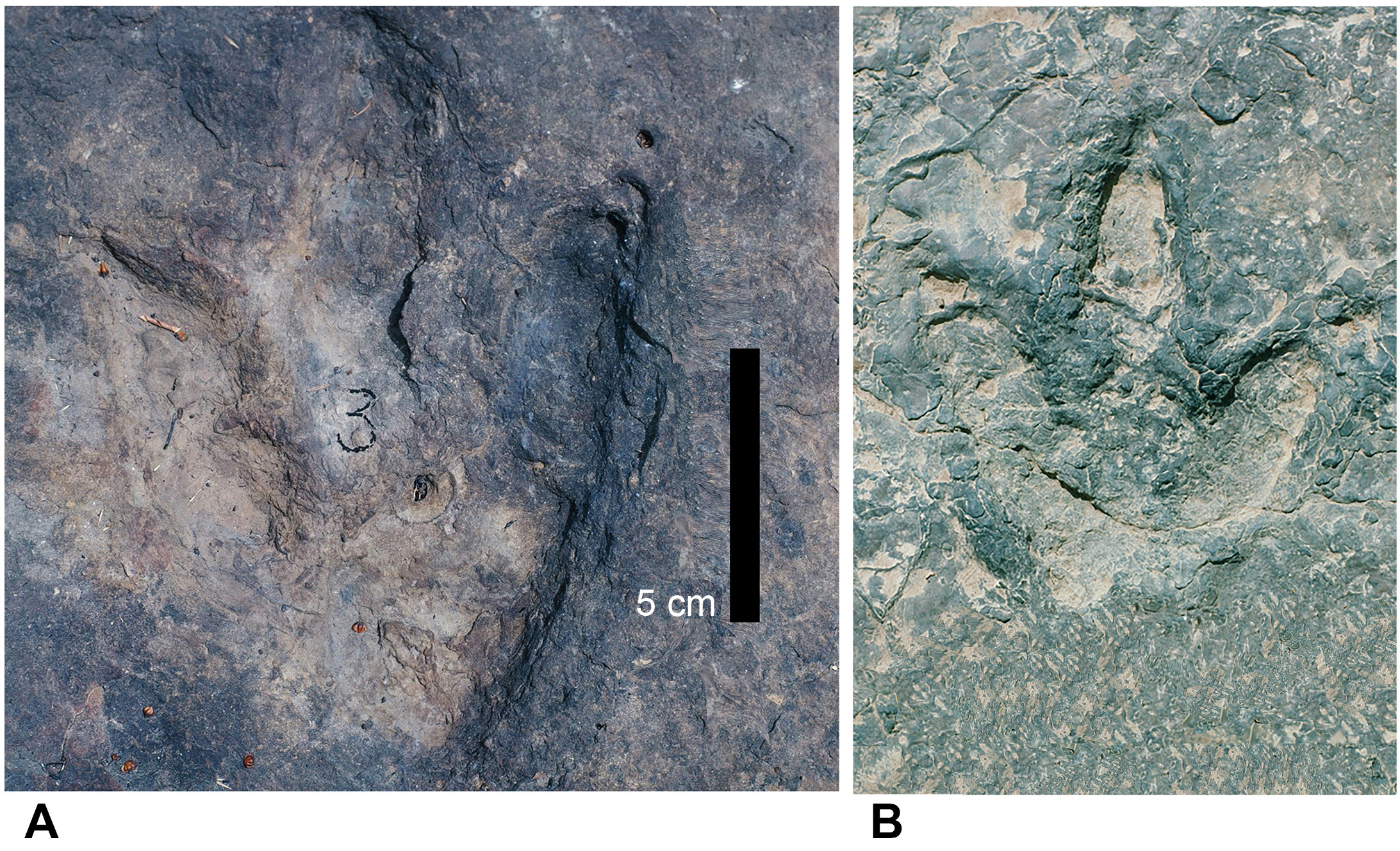 Two representative theropod tracks from the Koum Basin in Cameroon. 