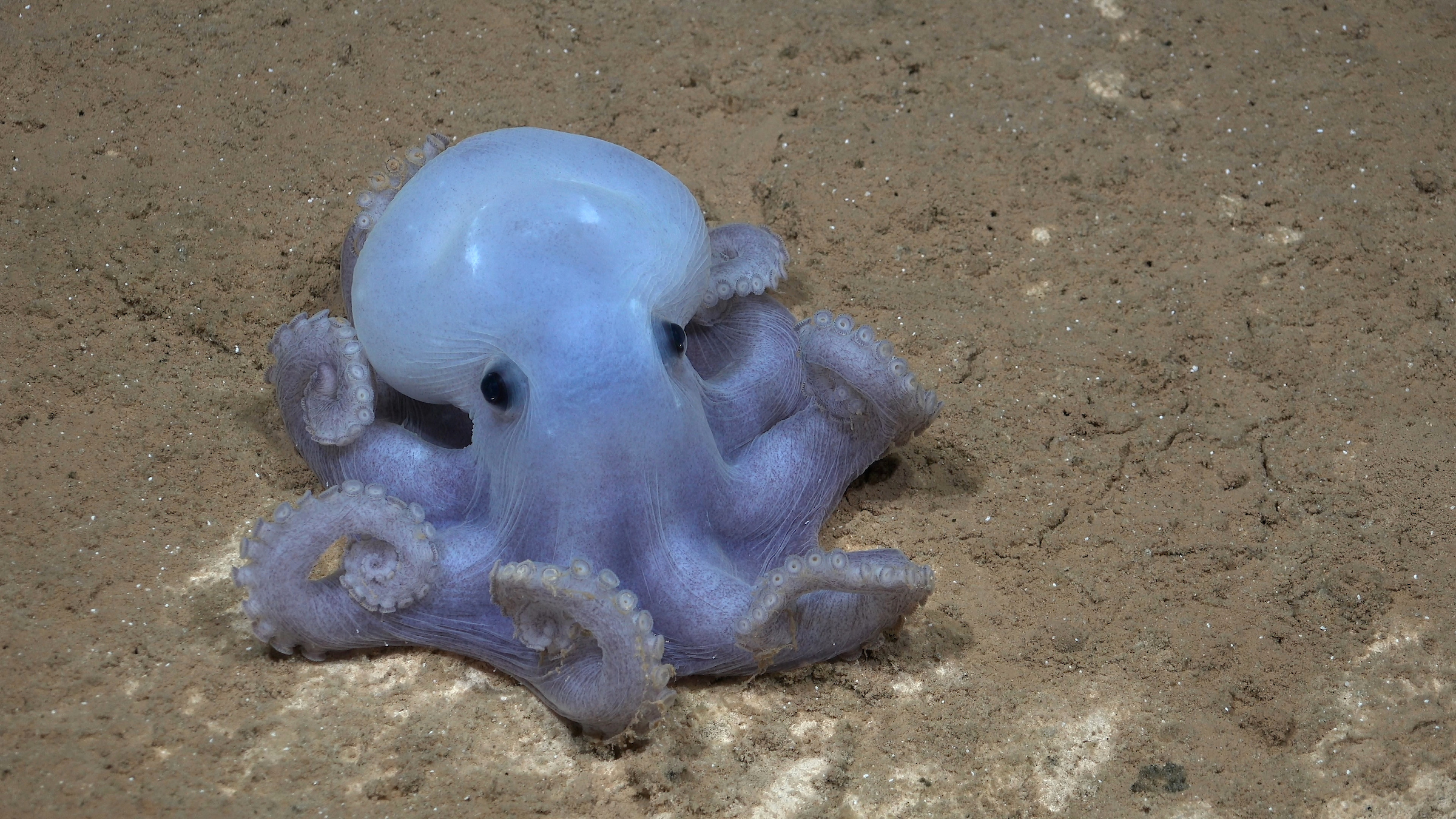 casper de octopus