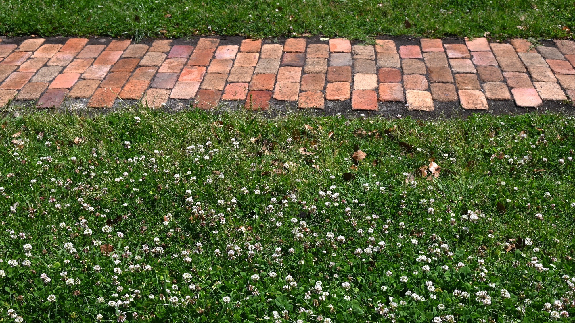 a brick pathway through a lawn with clover