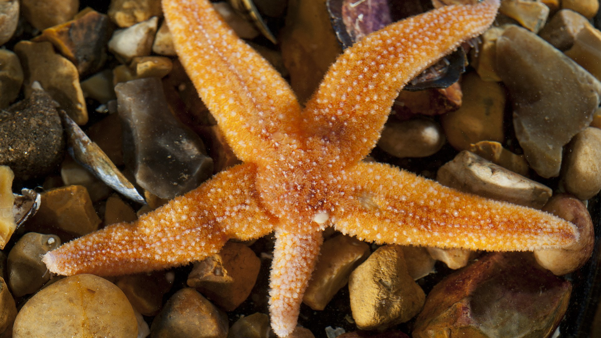 an orange starfish with four arms of similar size and one shorter arm sits on some rocks