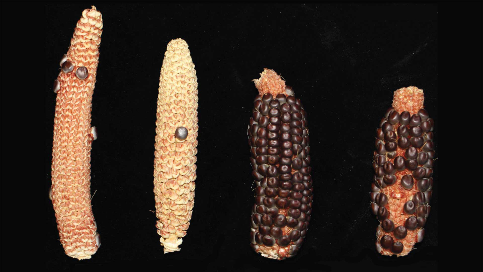 four different types of corn. one is long and yellow, the other is shorter and yellow. the other two are shorter and black