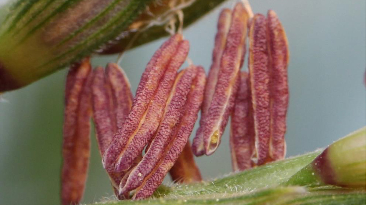 the pollen producing part of a corn hybrid. the seed pods are long and red