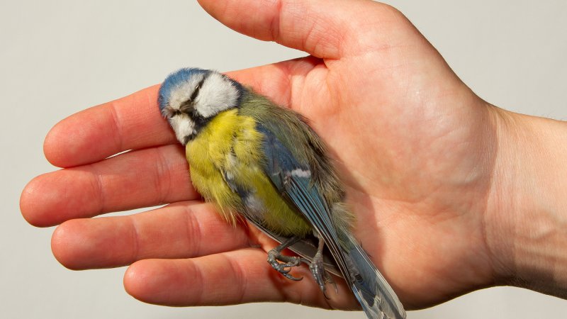 A deceased blue tit is being held in a womans hand