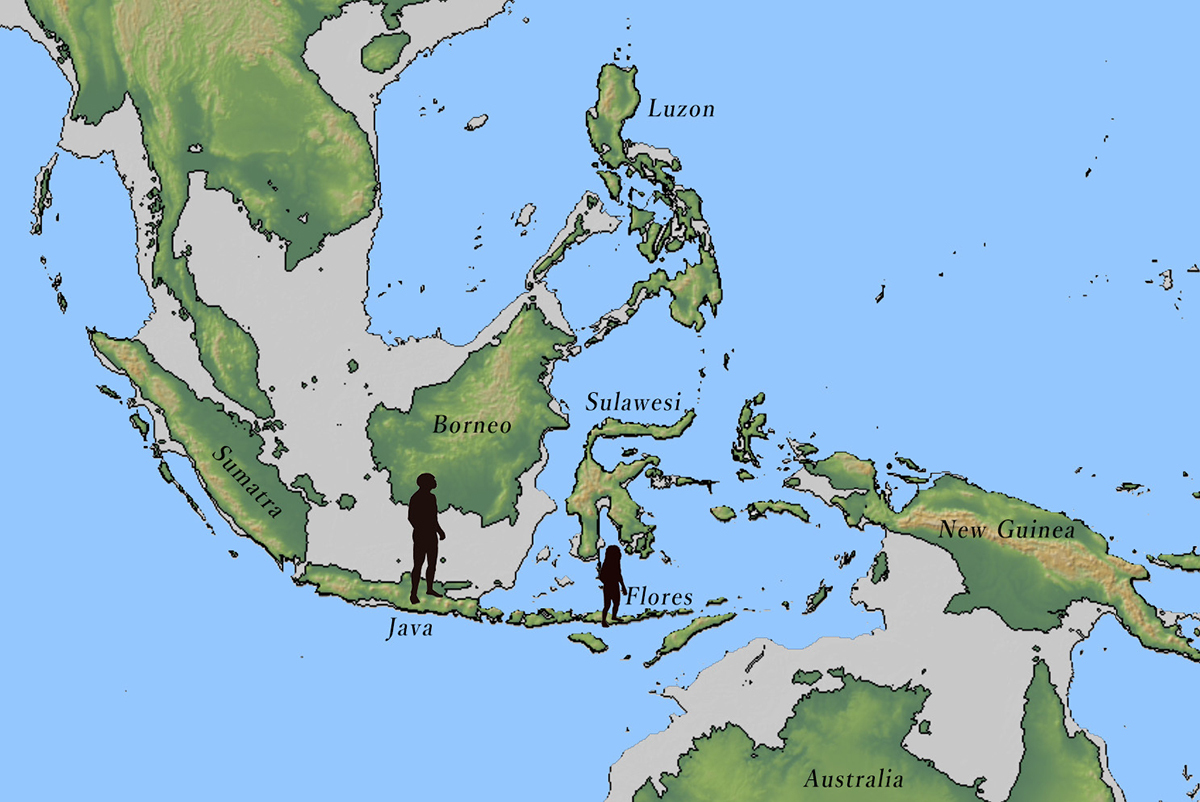 A map of present day Indonesia, showing the discovery locations of Javanese Homo erectus and Homo floresiensis. Areas of land exposed by falling sea levels during the glacial period are shown in gray.  